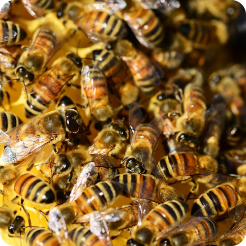 bees swarm etton honey farm