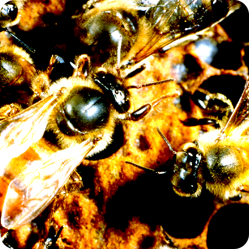 queen bee etton honey